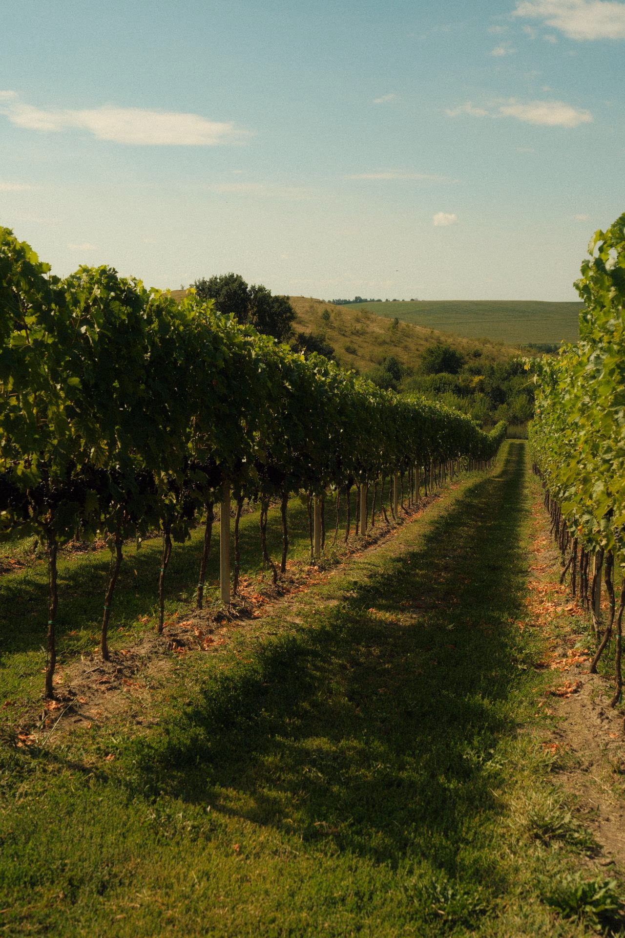 Projet Vignerons de Sigoulès
